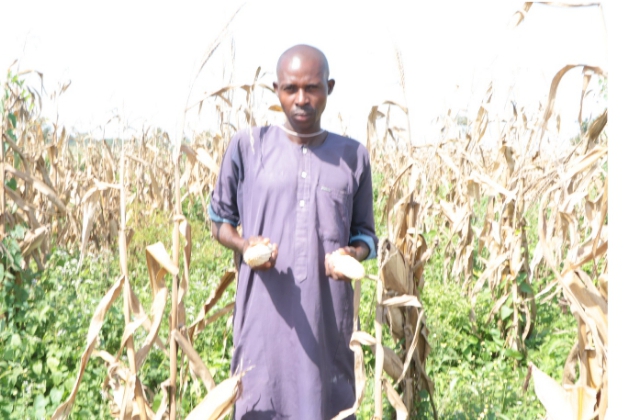 TELA Maize Boosts Yields, Profits for Nigerian Farmers, New Study Shows