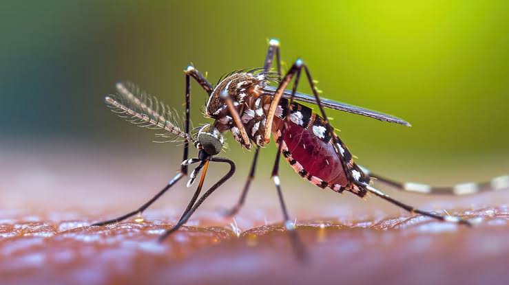 Researcher Calls For Unified National Action to Tackle Malaria, NTDs, Poverty-induced Diseases