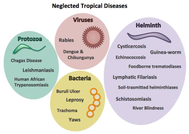 Oyibo Draws Attention To Burden Of Under-reported NTDs On Women