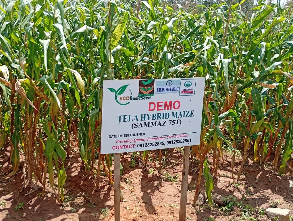 ABU Expert Backs Hybrid Crops, Says Modern Seeds Hold Key To Nigeria’s Food Security